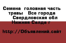 Семена (головная часть))) травы - Все города  »    . Свердловская обл.,Нижняя Салда г.